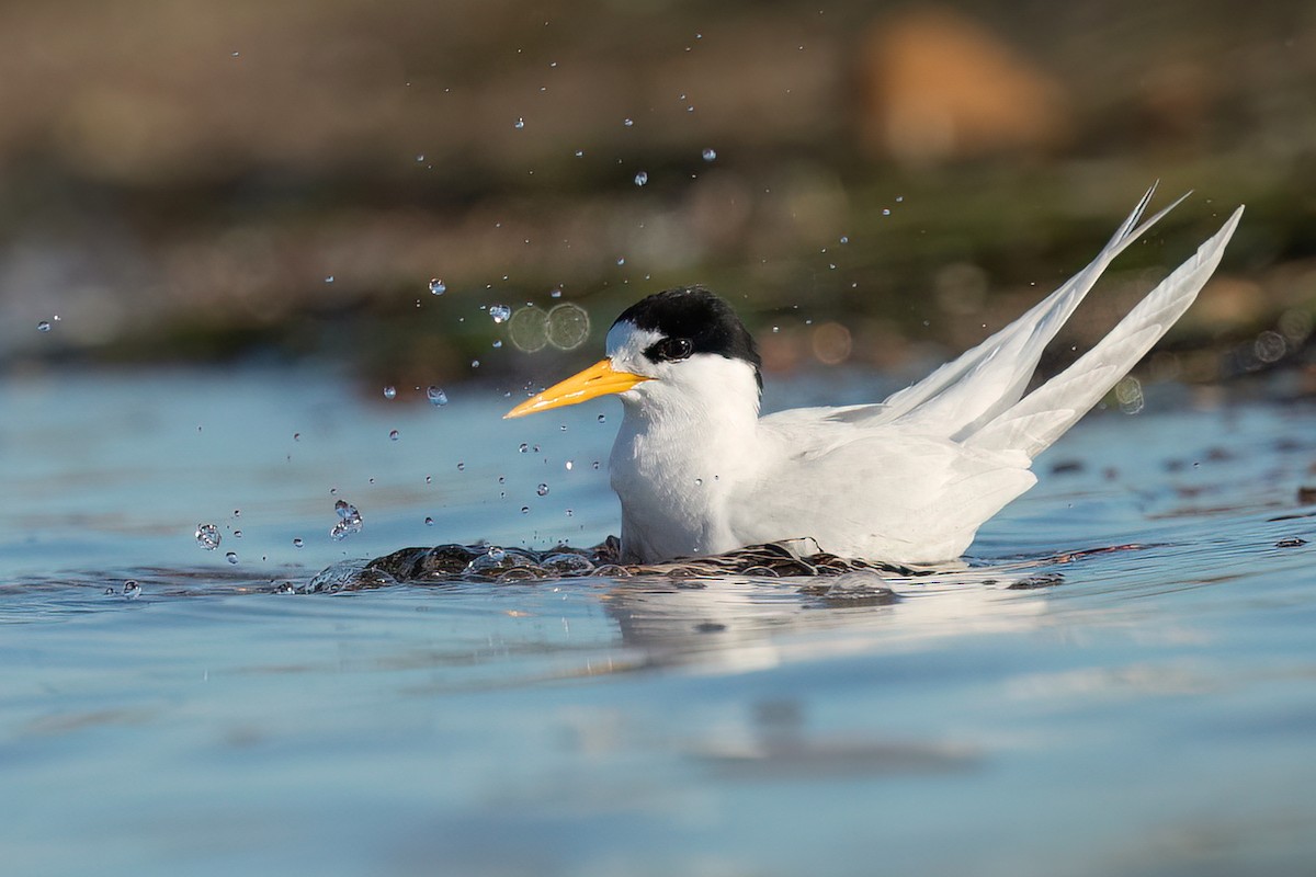 Australian Fairy Tern - ML513216541