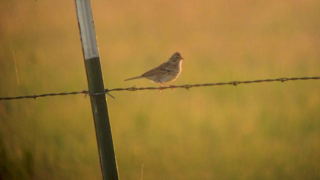 Vesper Sparrow - ML513218361