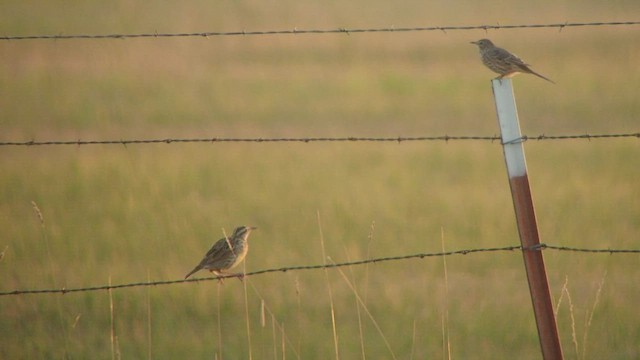 Sage Thrasher - ML513218531