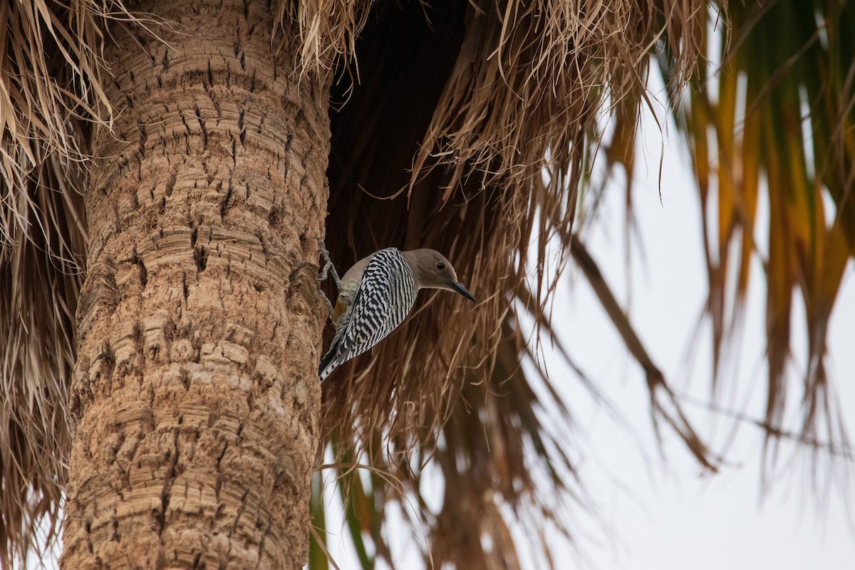 Gila Woodpecker - Kevin Kosidlak🦉🦅