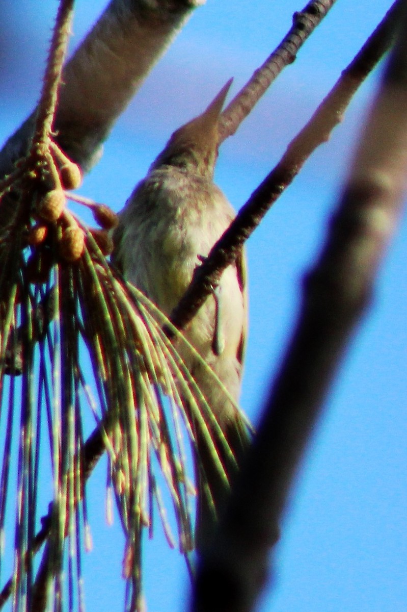 Brown Honeyeater - ML513219821