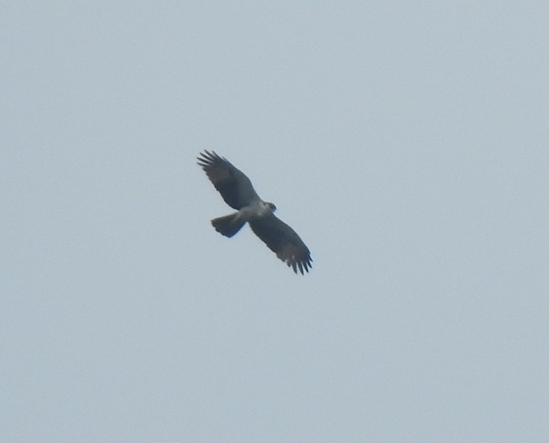 Rufous-bellied Eagle - ML513222701