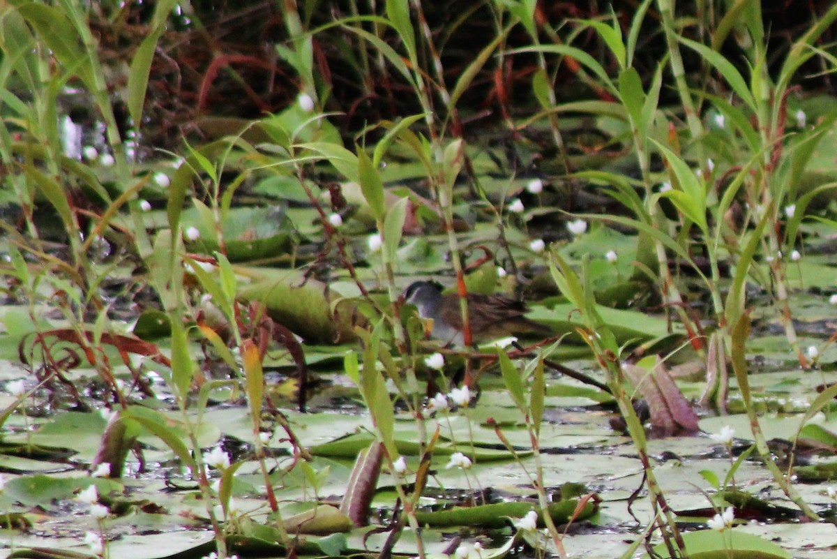 White-browed Crake - ML513223421