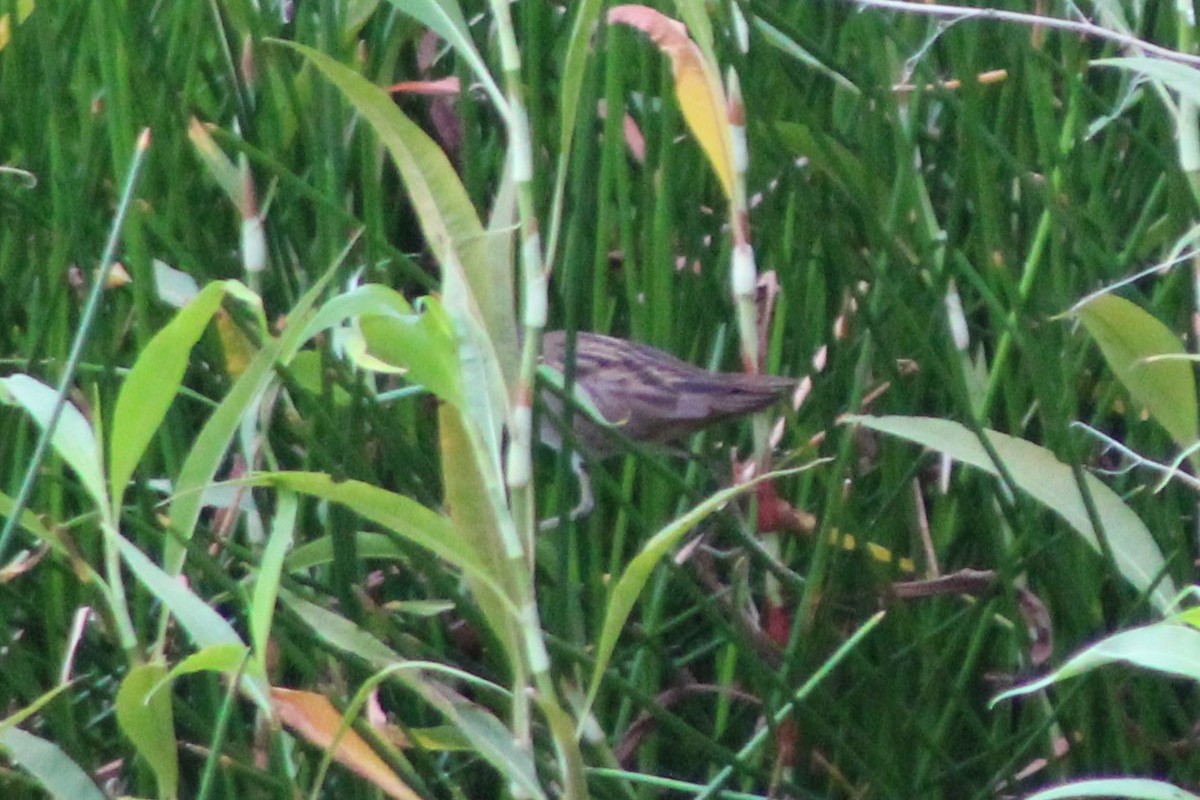 White-browed Crake - ML513223521