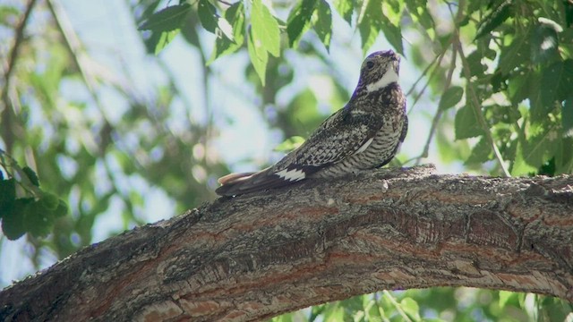 Common Nighthawk - ML513223721