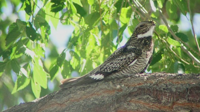 Common Nighthawk - ML513224061