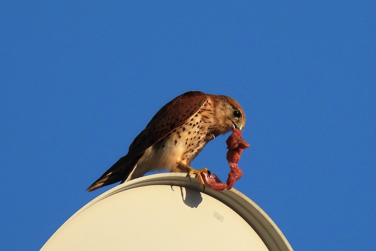 Malagasy Kestrel - Leszek Noga