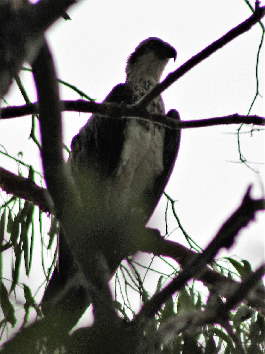 Osprey (Australasian) - ML513224601