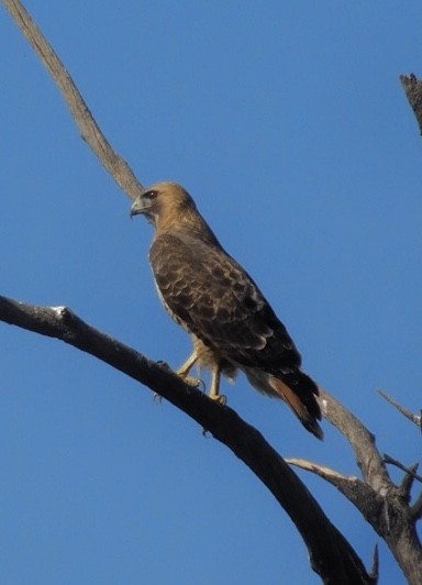 Rotschwanzbussard - ML513224691