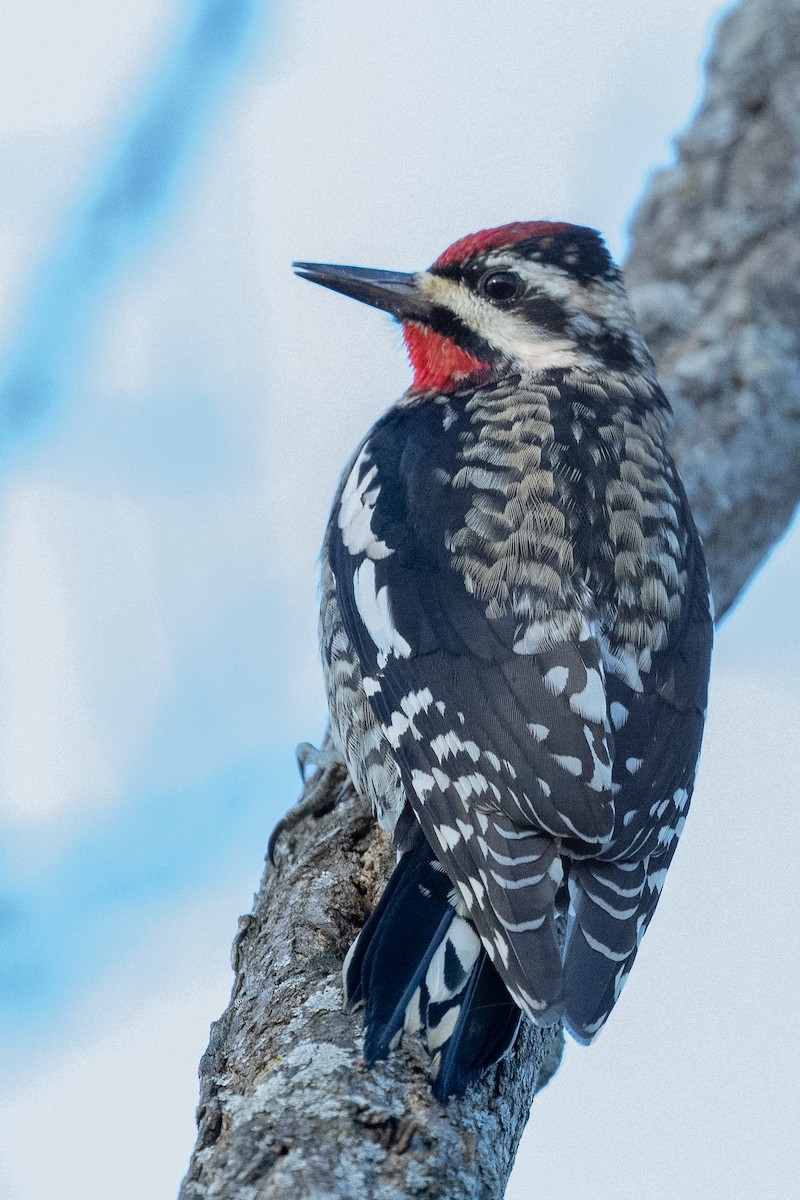 Yellow-bellied Sapsucker - ML513225041