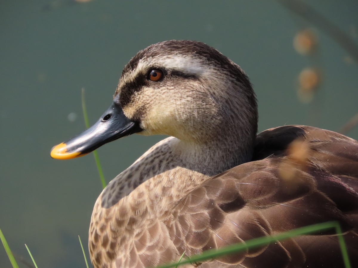 Eastern Spot-billed Duck - ML513226081