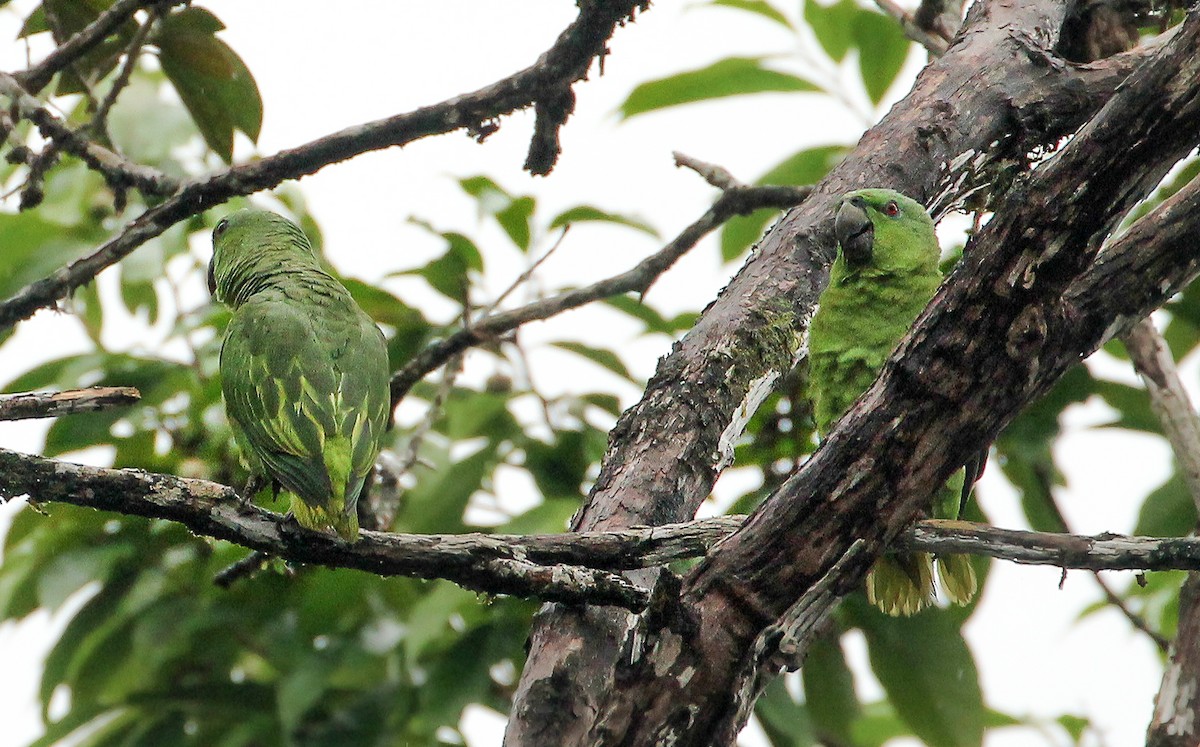 Short-tailed Parrot - ML513226461