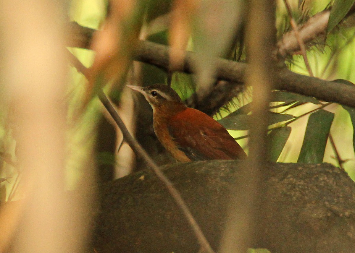 Pale-billed Hornero - Frank Thierfelder