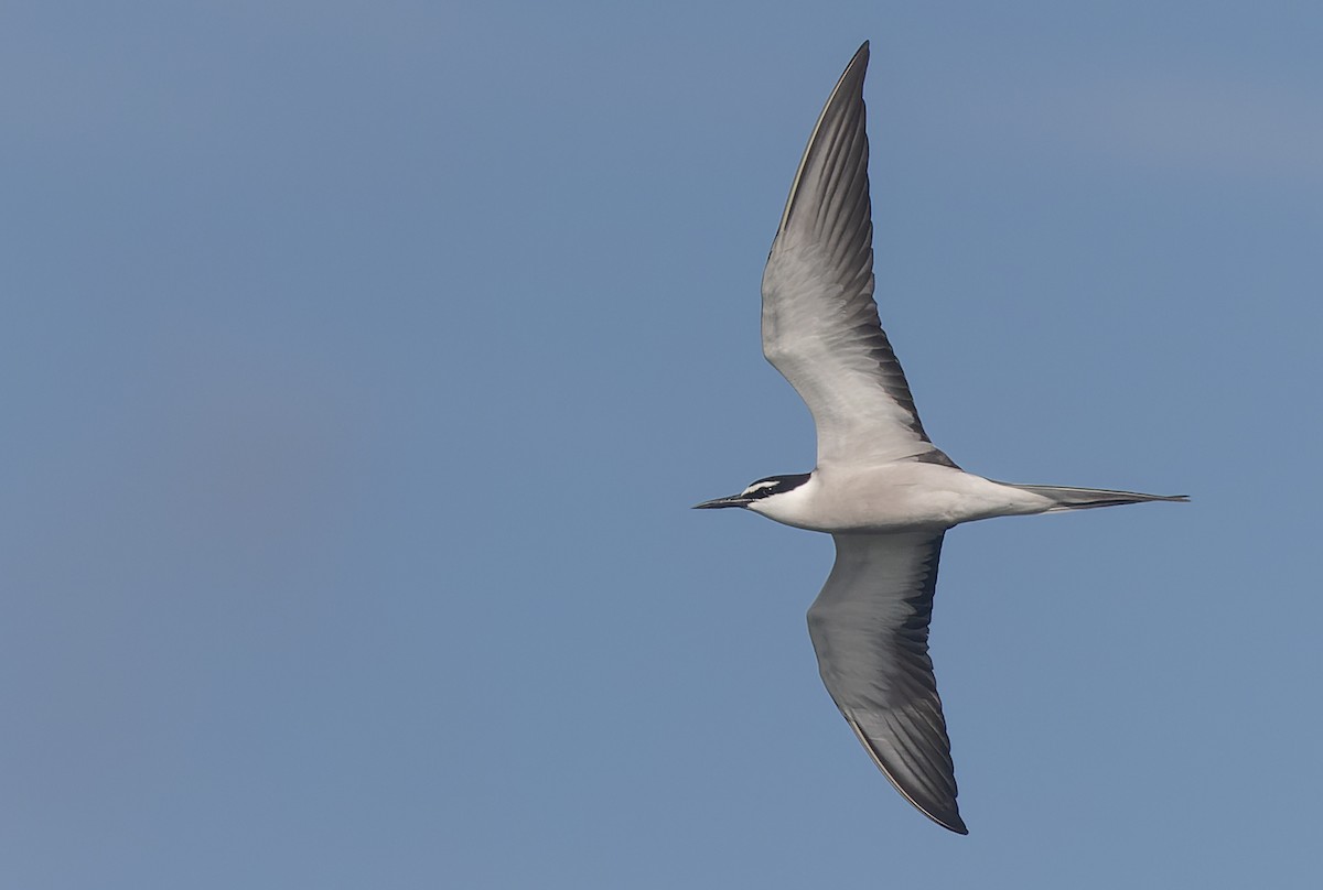 Bridled Tern - Geoff Dennis