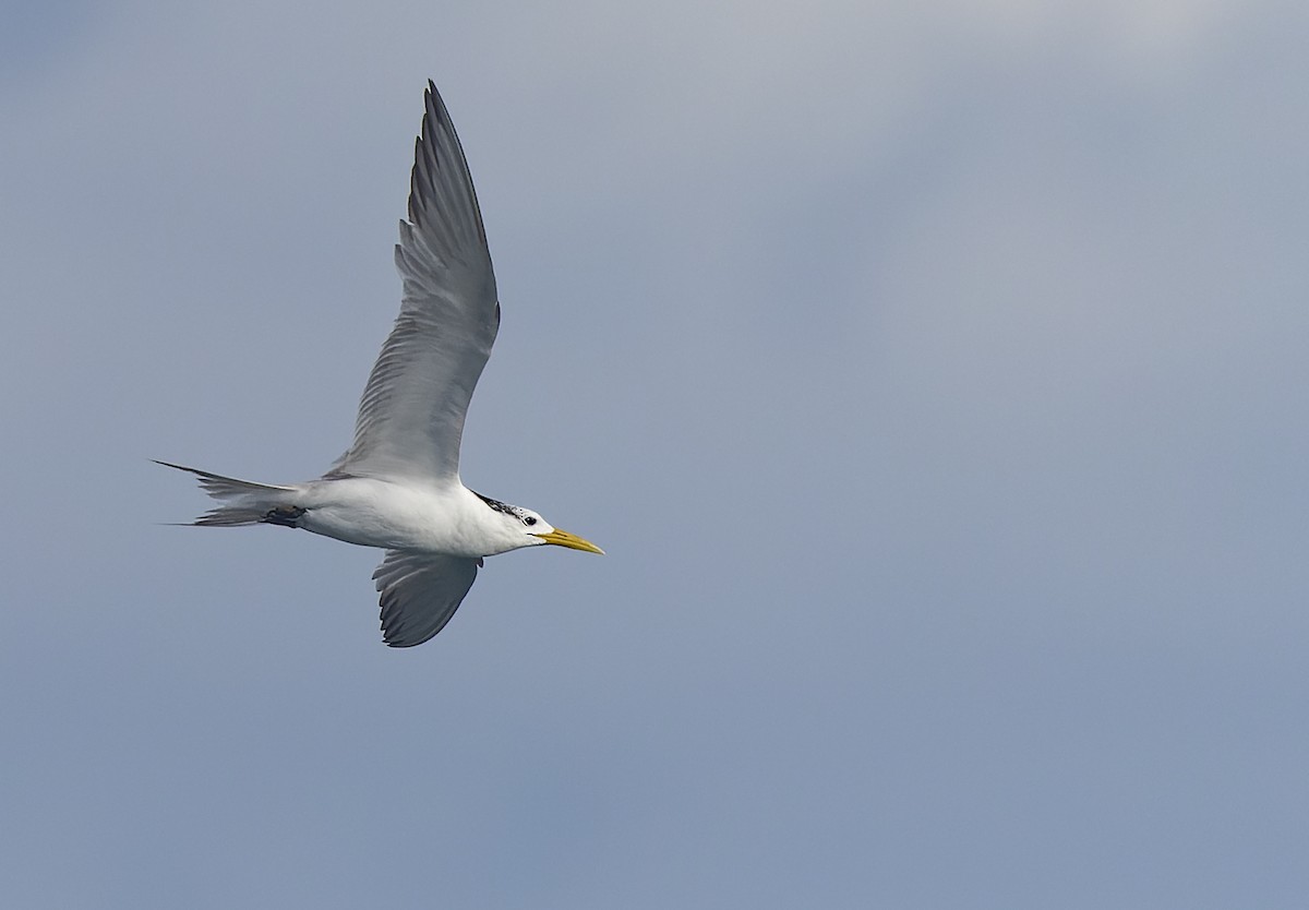 Great Crested Tern - ML513227751