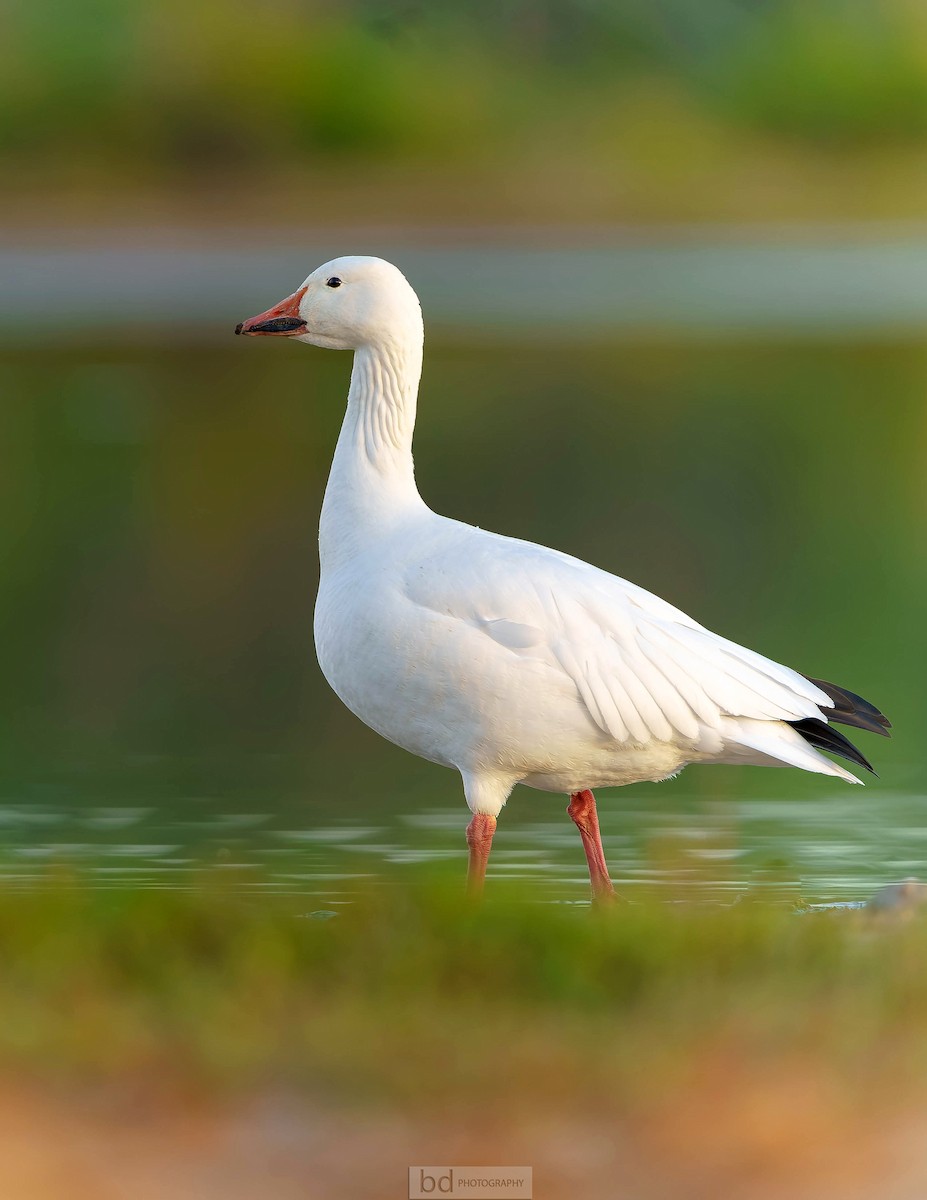 Snow Goose - ML513228761