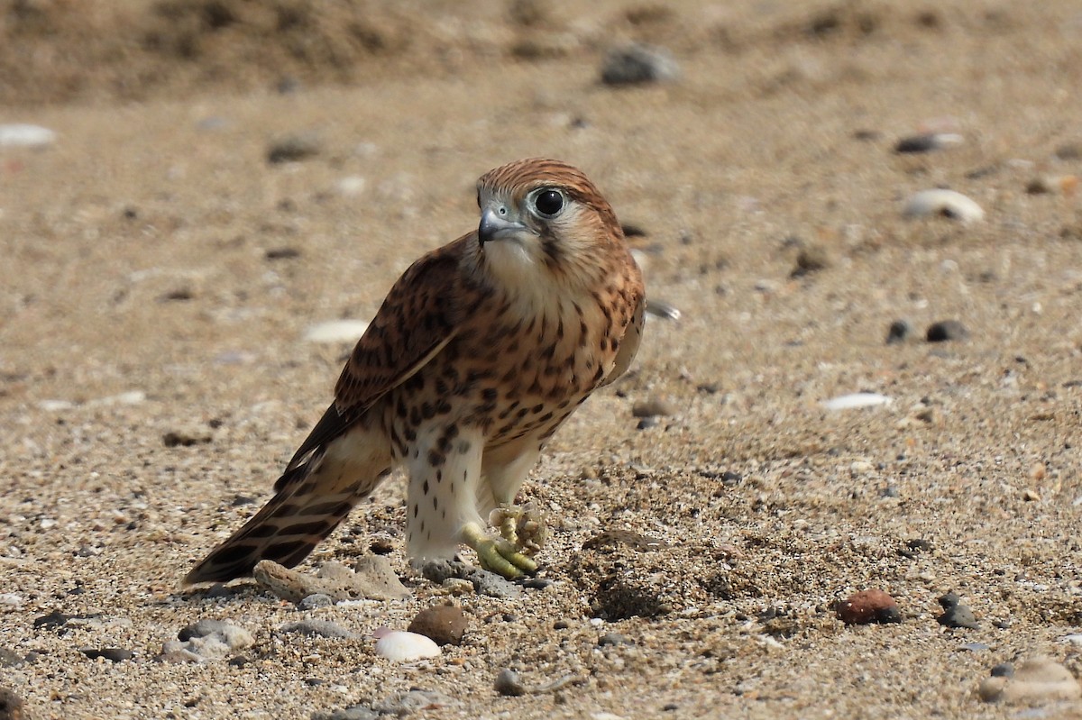 Malagasy Kestrel - ML513229211