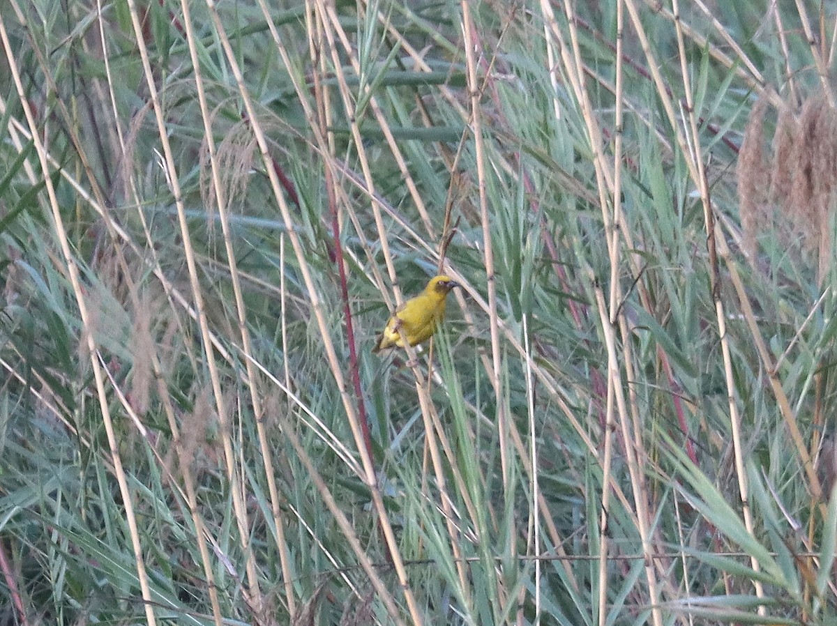 Bocage's Weaver - ML513231871