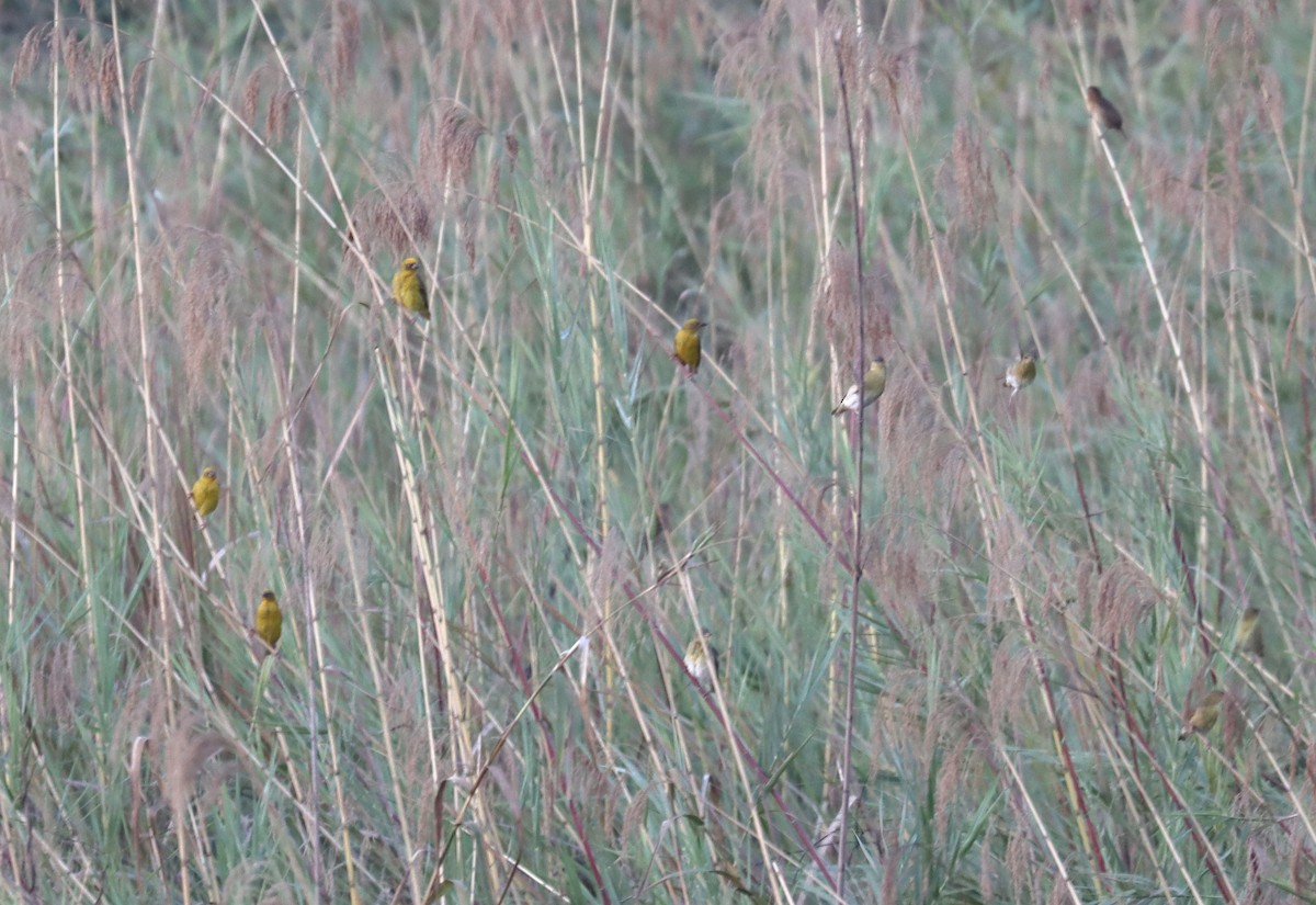 Bocage's Weaver - Wayne Paes