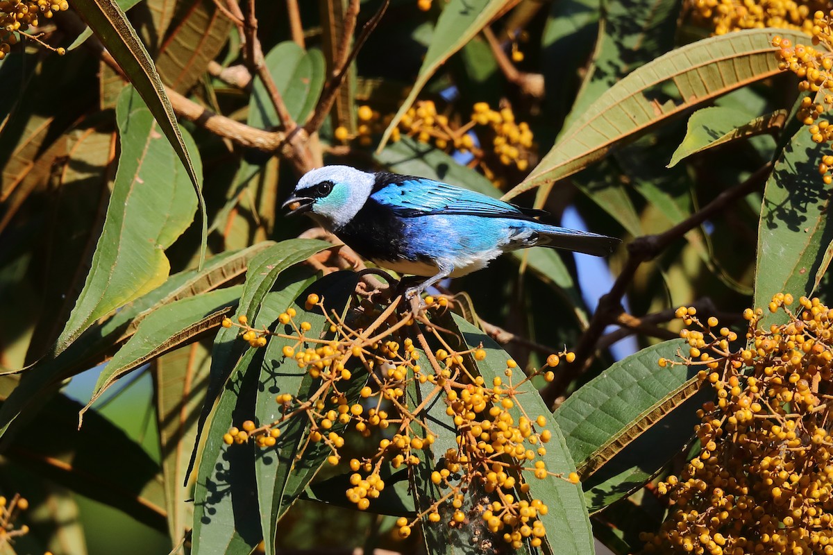 Masked Tanager - ML513232561