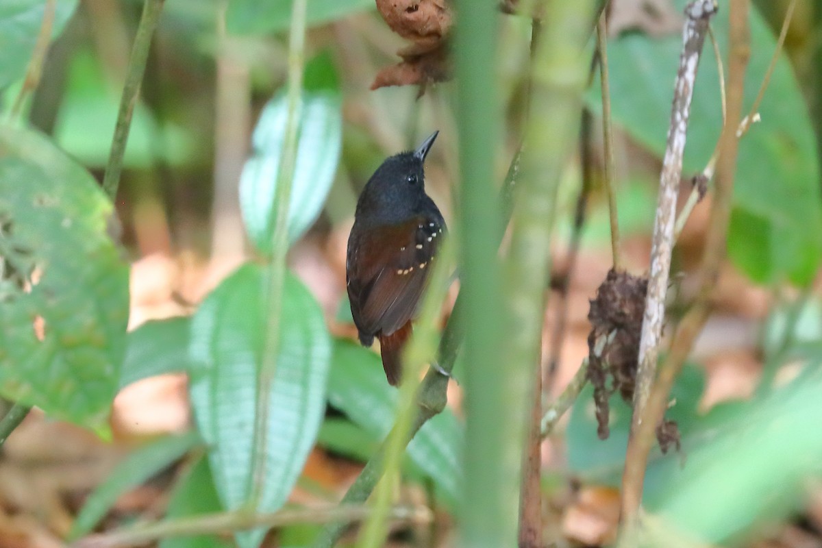 Zimmer's Antbird - Josef Widmer