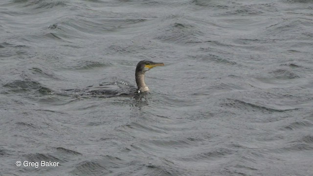 Cormorán Moñudo - ML513232861