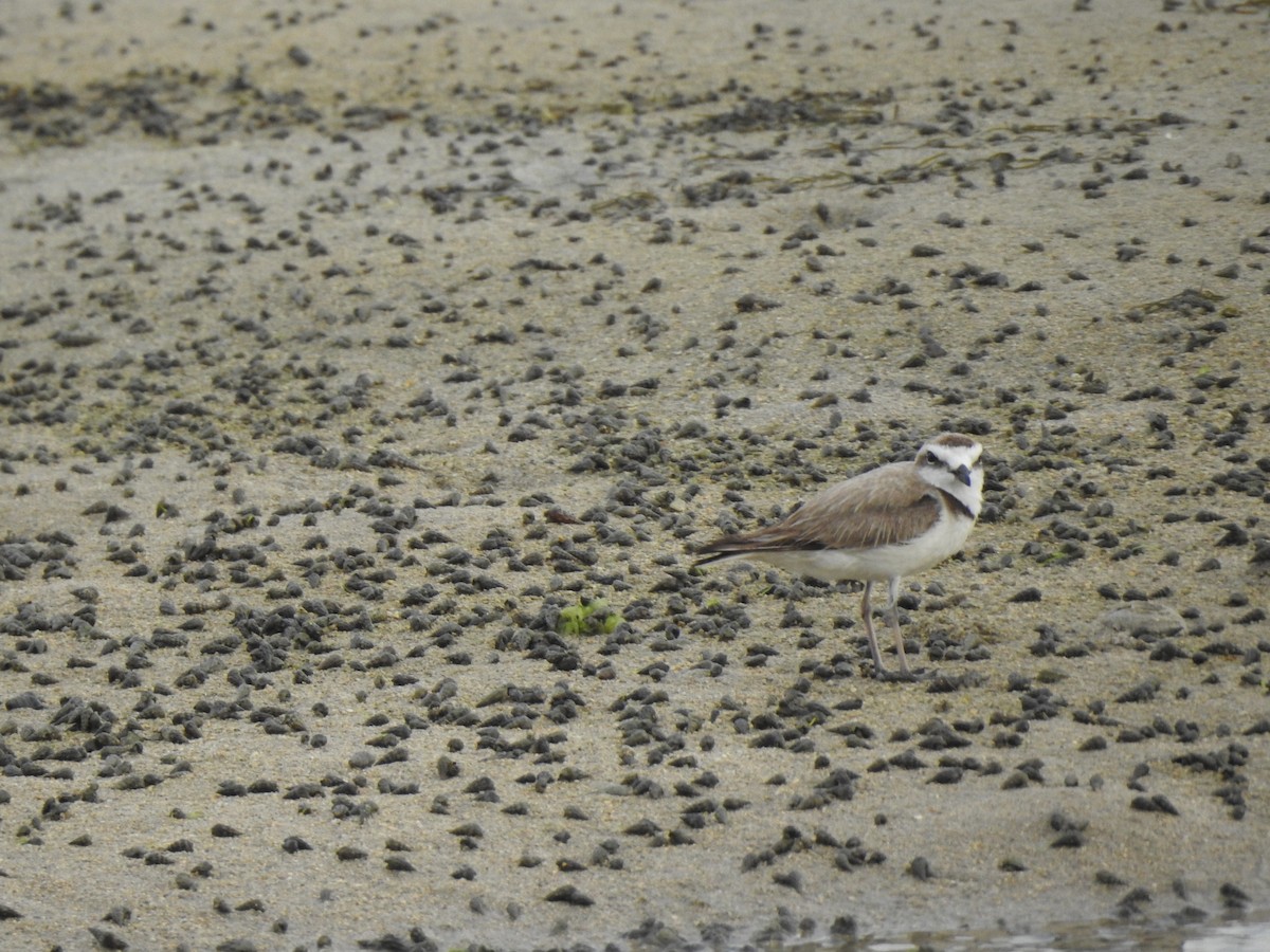 Kentish Plover - ML513232901