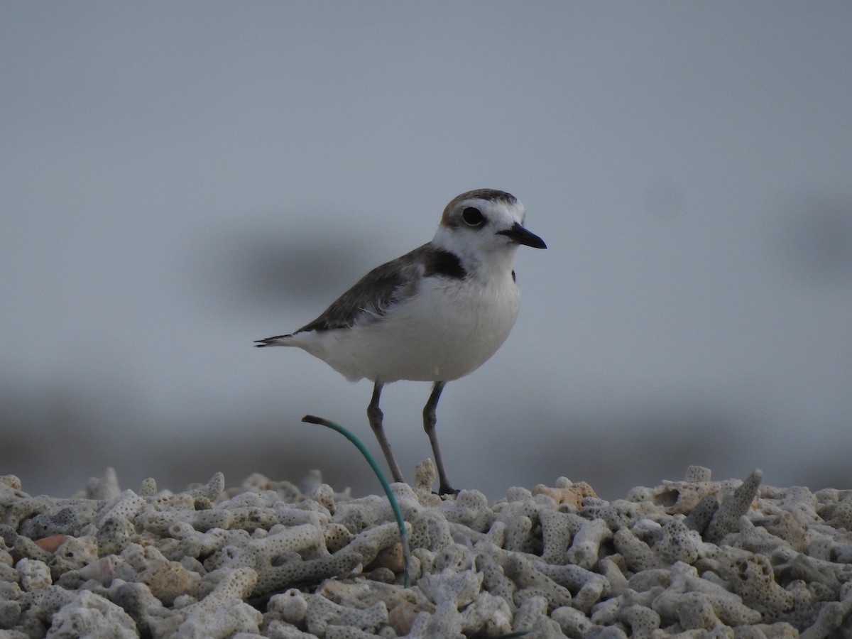 Kentish Plover - ML513232931