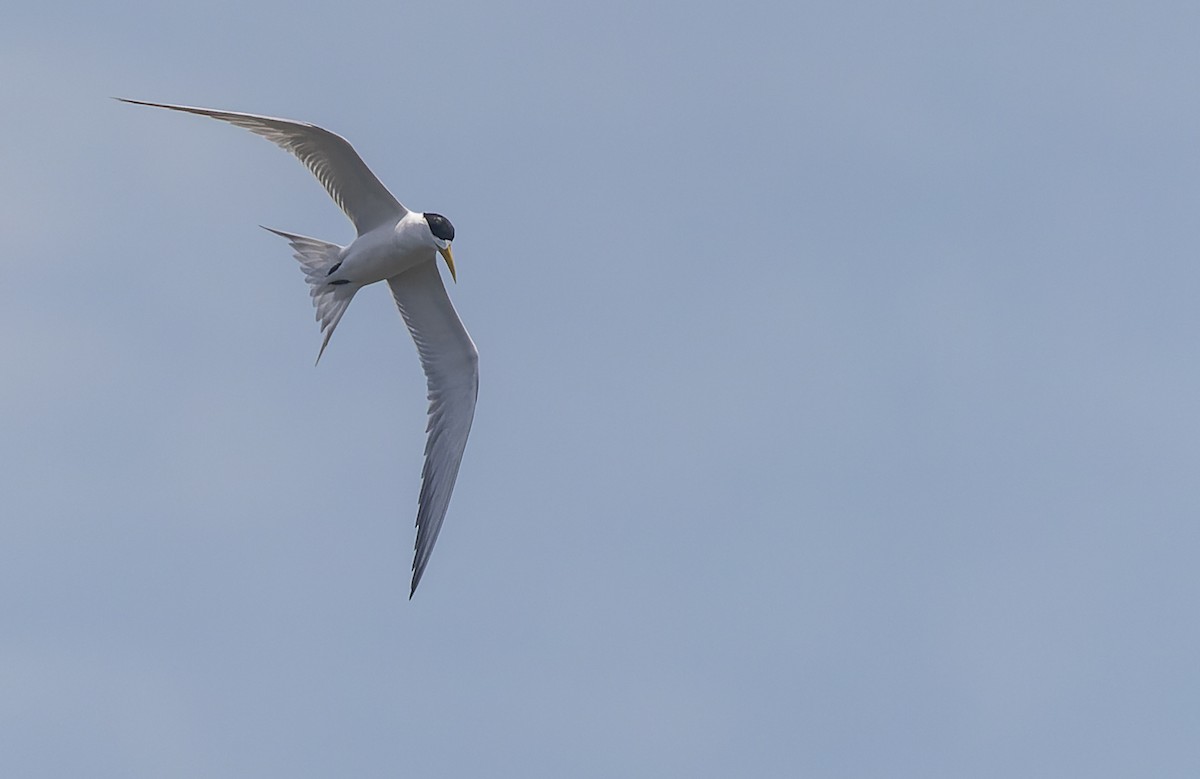 Great Crested Tern - ML513233181