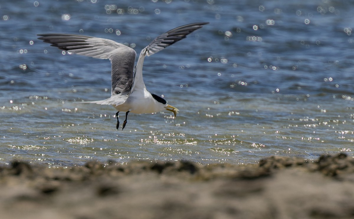 Great Crested Tern - ML513233191