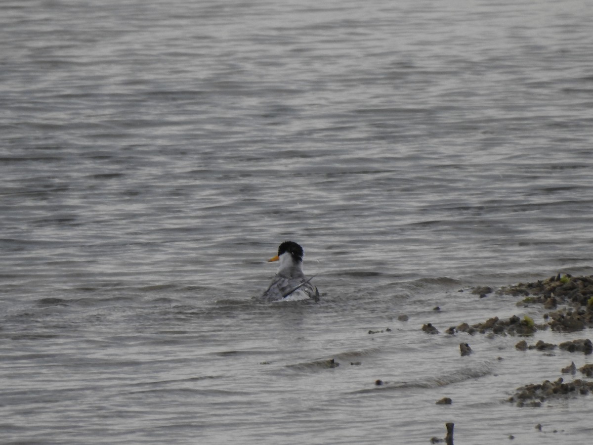 Little Tern - Mei-Luan Wang