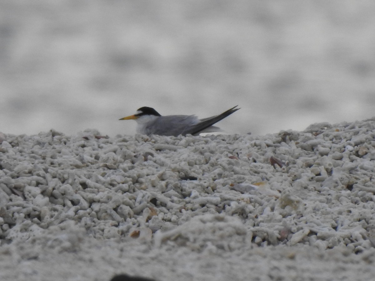 Little Tern - ML513233831