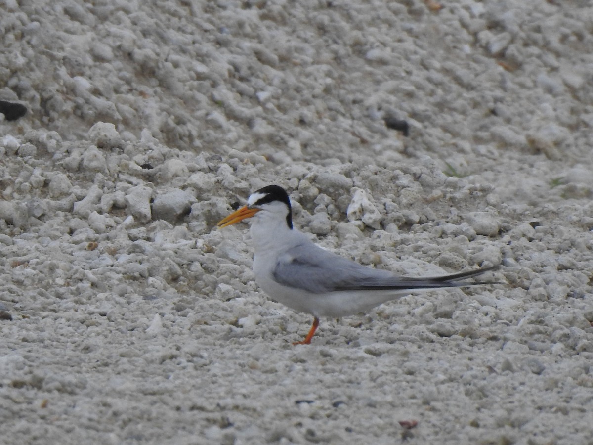 Little Tern - ML513233861