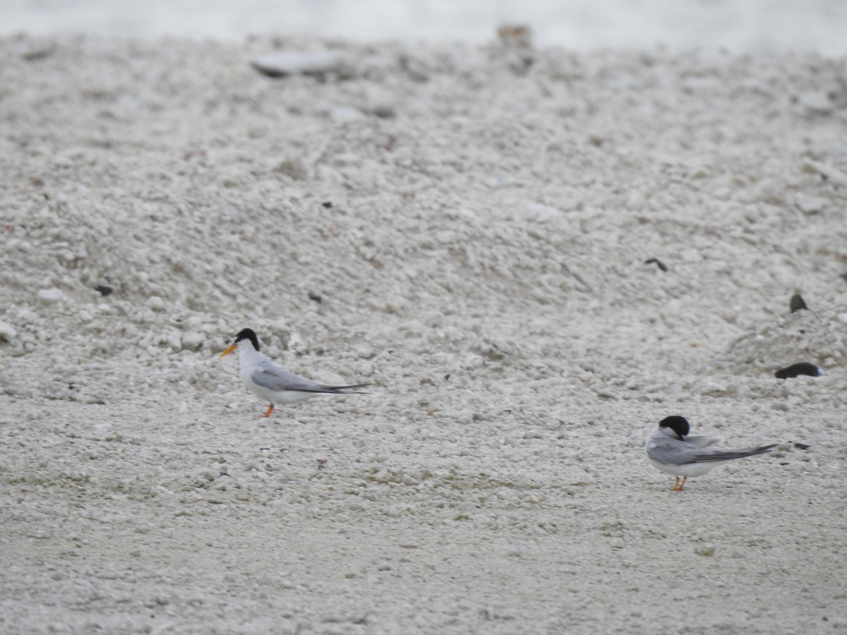 Little Tern - ML513233891