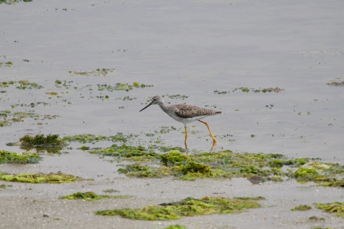 Greater Yellowlegs - ML513234161