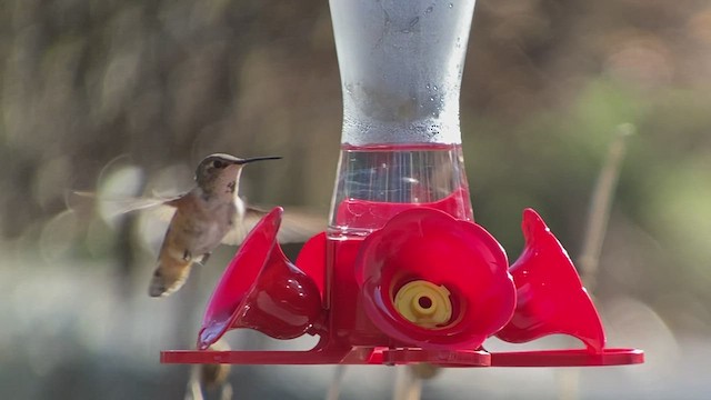 Rufous Hummingbird - ML513235721