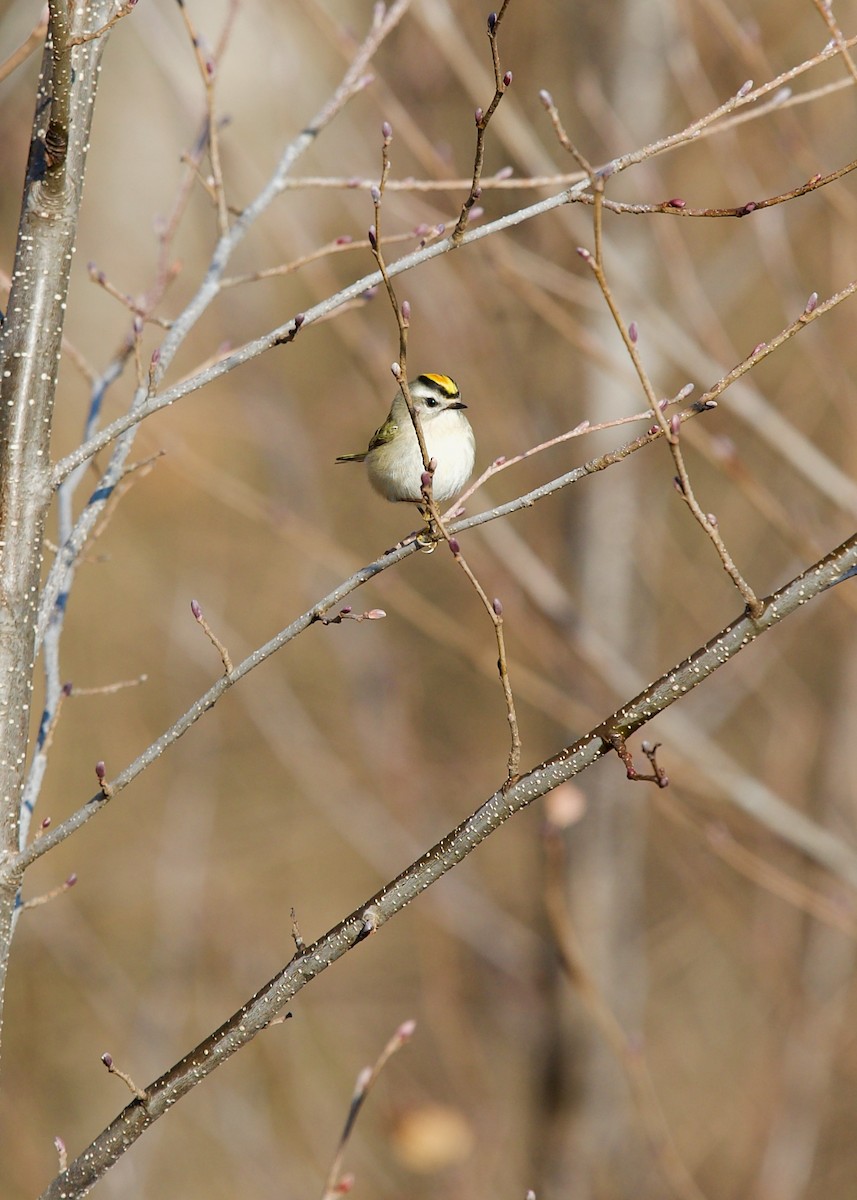 Golden-crowned Kinglet - ML513236741