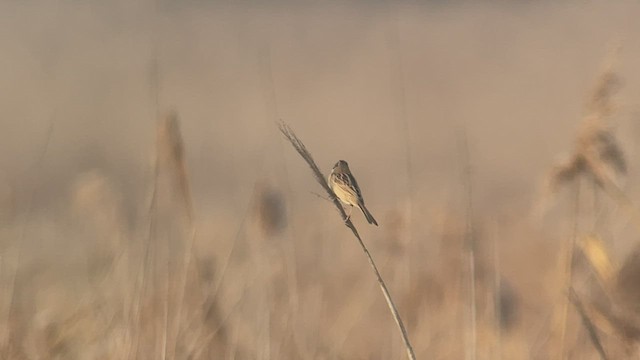 Ochre-rumped Bunting - ML513236791