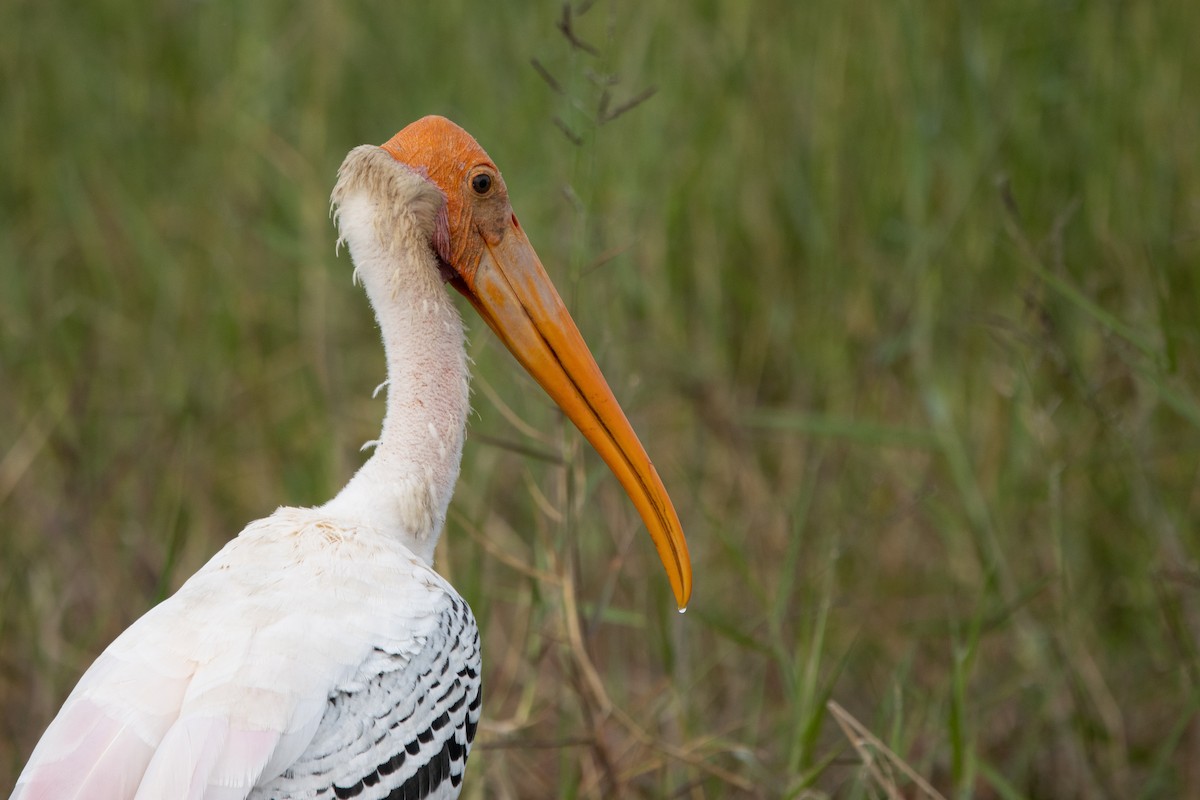 Painted Stork - Kalpesh Krishna