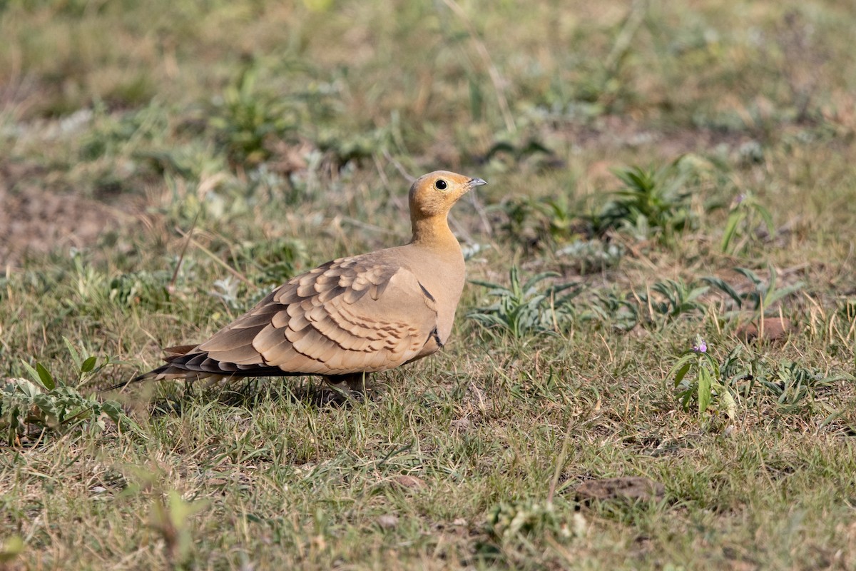 Chestnut-bellied Sandgrouse - ML513240991