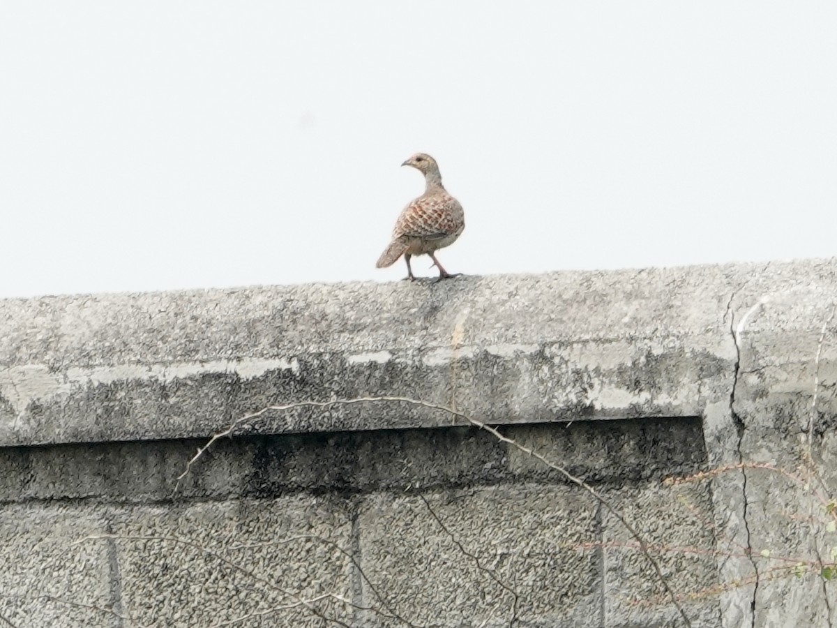 Gray Francolin - ML513241891