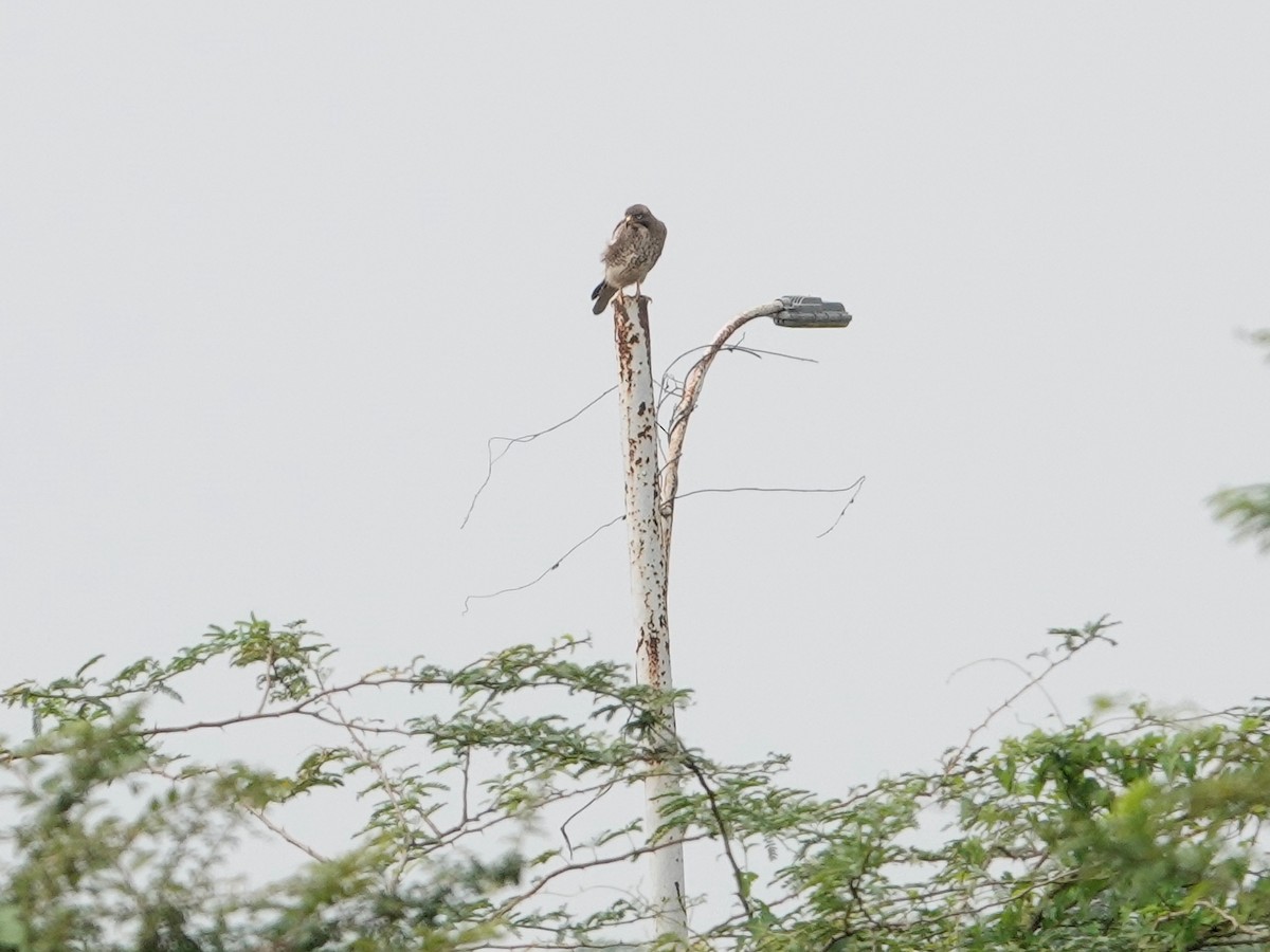 White-eyed Buzzard - ML513242231