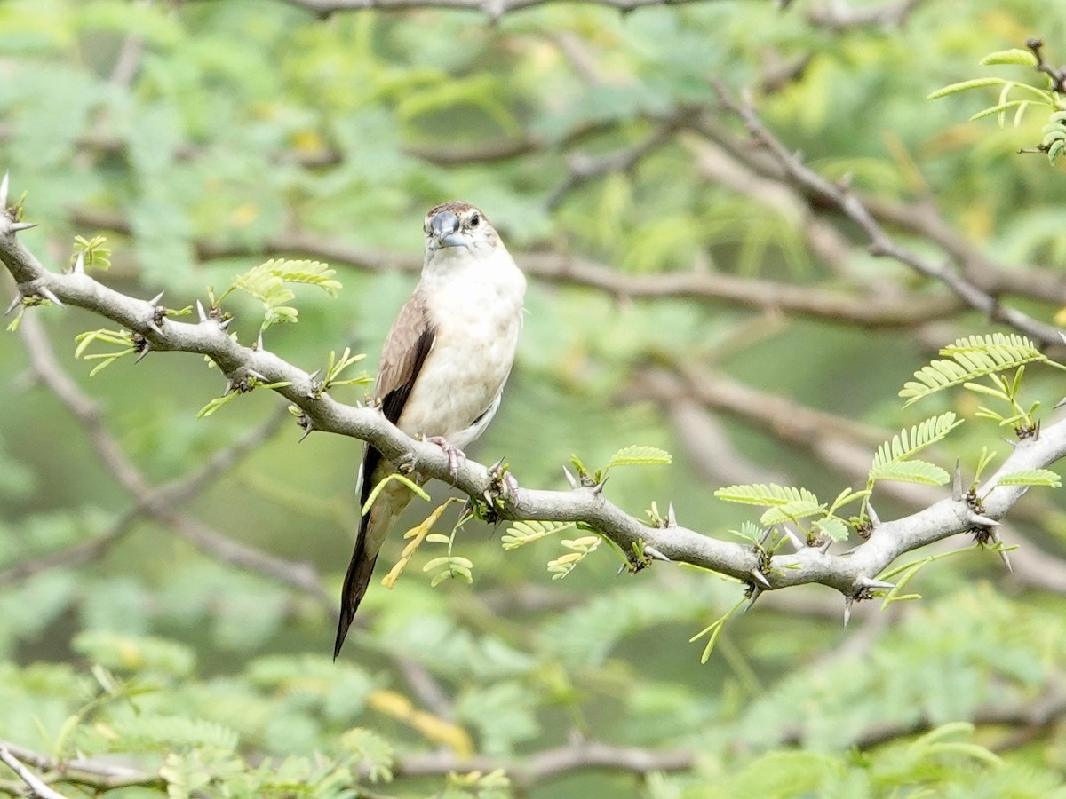 Indian Silverbill - ML513242941