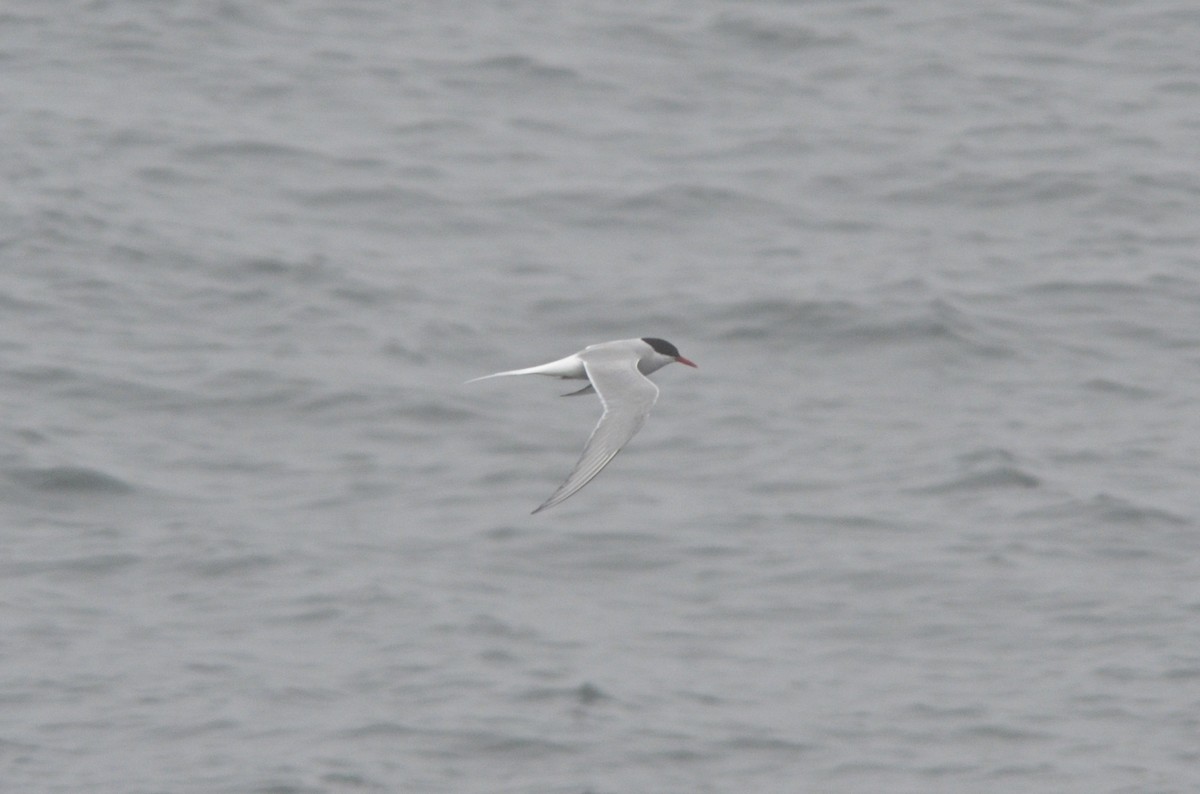 Arctic Tern - ML513243931