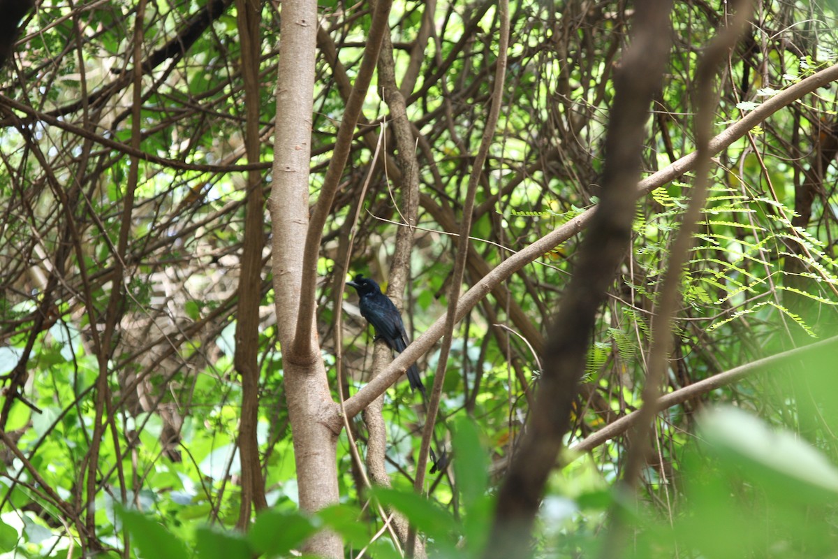 Greater Racket-tailed Drongo - ML51324401