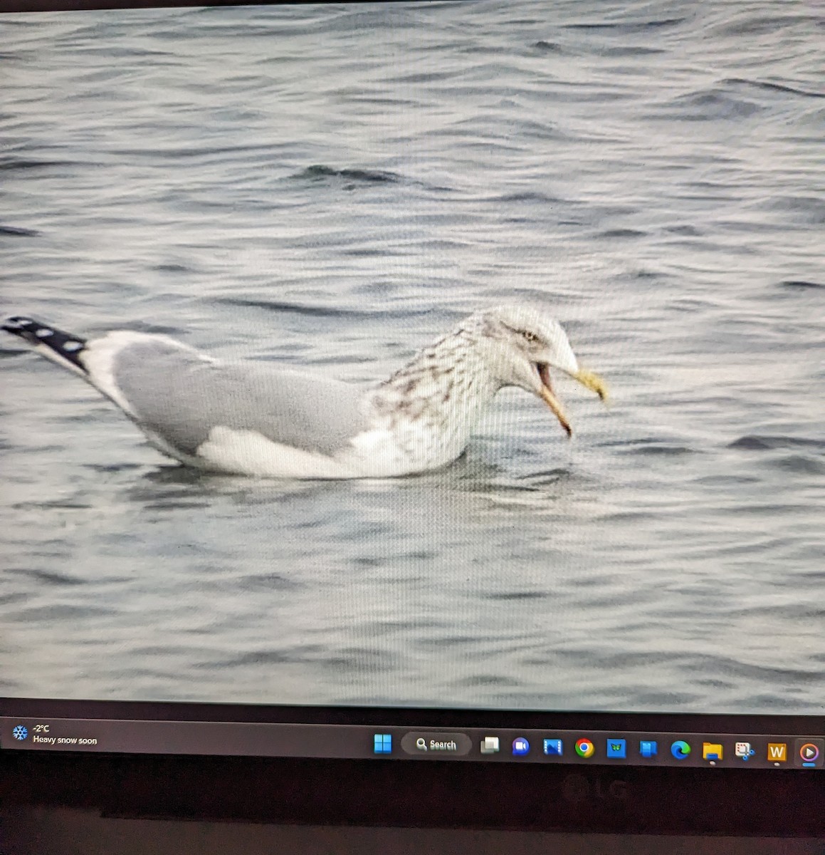 Herring Gull - ML513244781