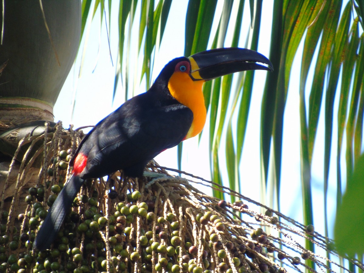 Channel-billed Toucan - ML513244801