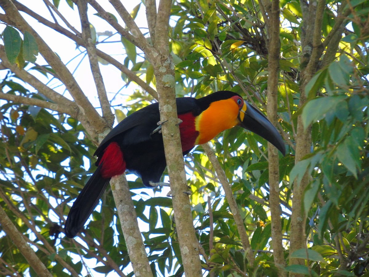 Channel-billed Toucan - WILLIAM MACIEL