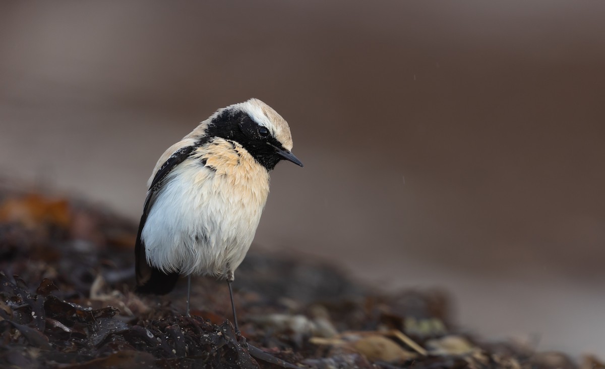 Desert Wheatear - ML513245771