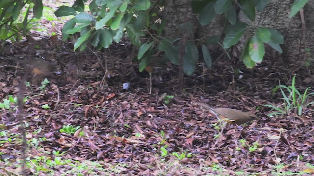 Brown-headed Thrush - ML513247091